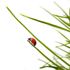 ladybird