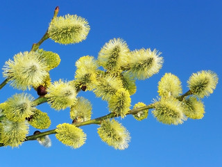 spring buds - catkins