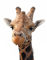 Fototapeta premium giraffe