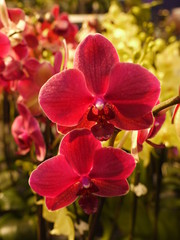 Fototapeta na wymiar Rote Orchidee