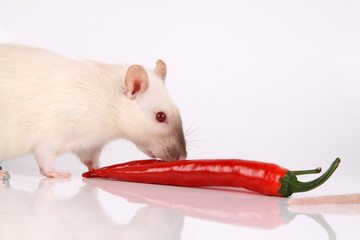 Chili con Maus
