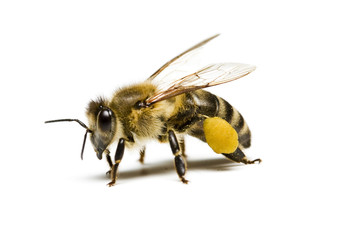 Worker bee