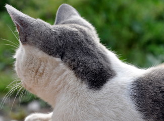 chat