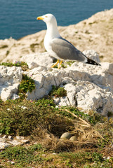 Seagull near its nest with three eggs. Focus on eggs
