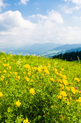 Blumenwiese im Sommer, Voralpenland, Erholung