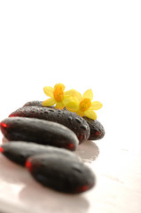 Massagesteine mit Blumen Narcissen