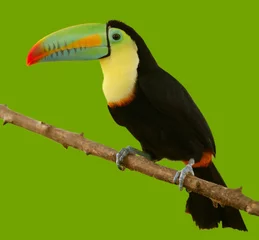 Keuken foto achterwand Toekan Zuid-Amerikaanse toekan kleurrijke vogel