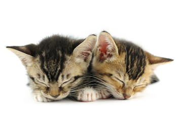 Fototapeta premium Śpiące kocięta