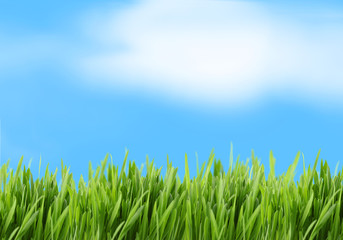 Green grass and blue sky background