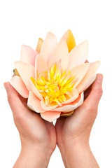 Lotus in woman's hands