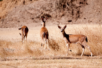 Fawn
