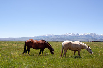 Horses grazing