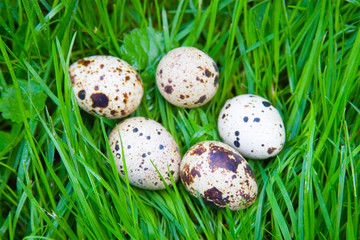 Obraz premium Quail eggs