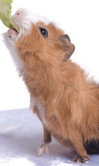 b&eacute;b&eacute; cobaye gourmand