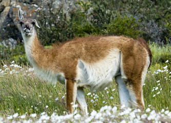 Guanaco in the Meadows