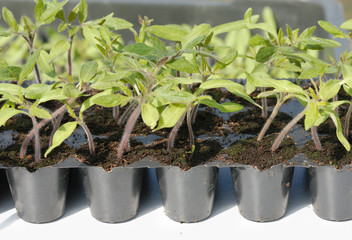 tomato seedling in pot