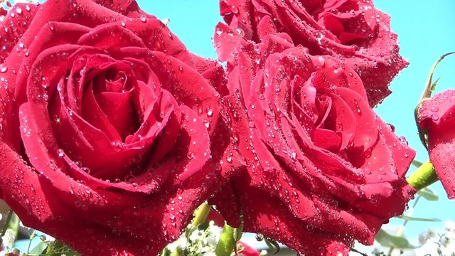 A Close up of a Rose  with beads of water swaying in the breeze