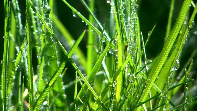 Water bubbles on the gras