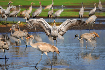 Common Cranes at Ahula Lake, Israel