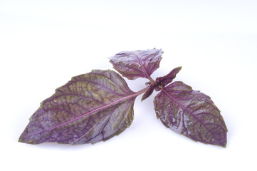 Basil leaf isolated on white