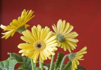 Yellow daisy over red background