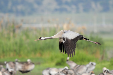 Common Cranes in flight at Agamon Hahula Lake, Israel