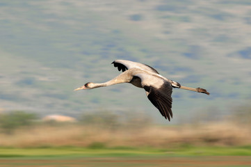 Common Cranes in flight at Ahula Lake, Israel