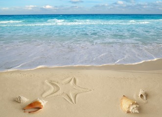 sea shells starfish tropical sand turquoise caribbean
