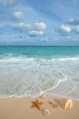Fotobehang zeeschelpen zeester tropisch zand turkoois caribbean © lunamarina