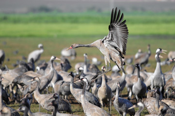 Common Cranes in flight at Ahula Lake, Israel