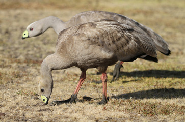 cape barren goose