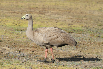 cape barren goose