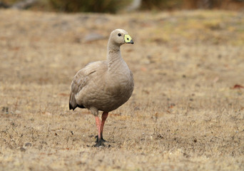 cape barren goose