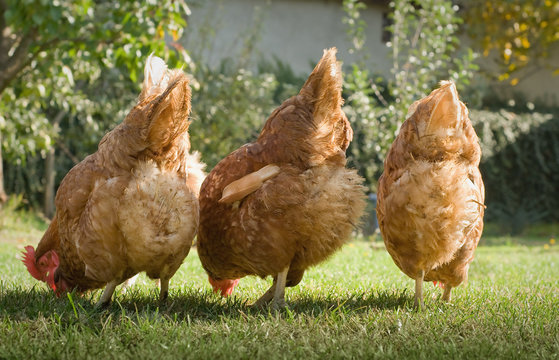 Hens in the farm