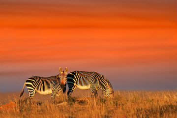 Cape Mountain Zebras against a late afternoon sky