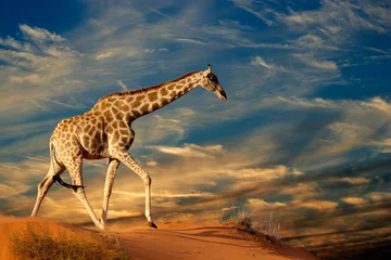 Rolgordijnen Giraf Giraf op zandduin