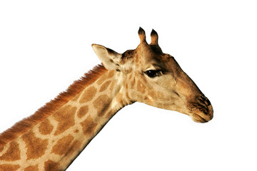 Naklejka premium Isolated giraffe portrait