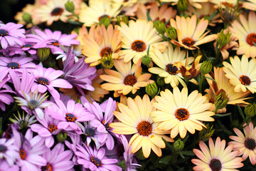 Purple and Yellow African Daisies