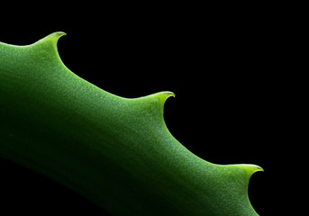 Aloe vera leaf, isolated on black background 02