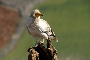 alimoche  en la atalaya