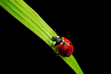 ladybug isolated on black