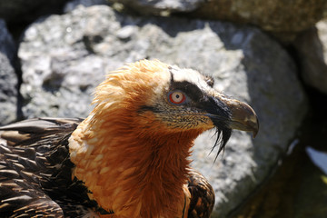 bearded vulture, gypaetus barbatus