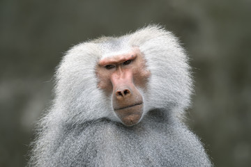 hamadryas baboon, papio hamadryas