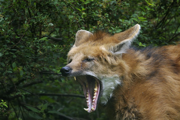 maned wolf, chrysocyon brachyurus