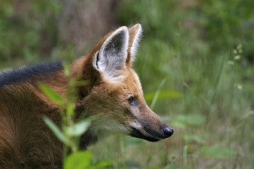 maned wolf, chrysocyon brachyurus
