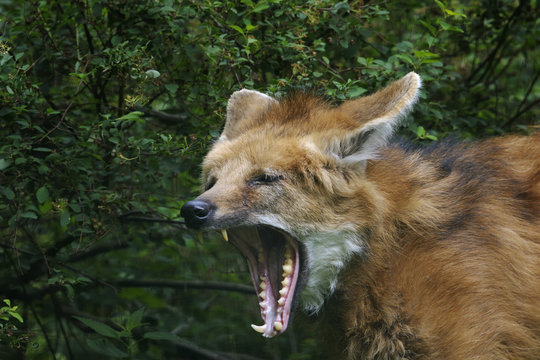 Fototapeta maned wolf, chrysocyon brachyurus