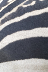 zebra leather