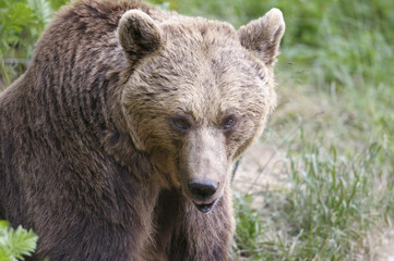Fototapeta premium brown bear, ursus arctos