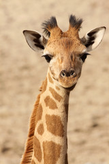 Baby giraffe looking at you