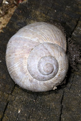 roman snail, helix pomatia